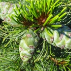 Zwerg-Mädchen-Kiefer / Pinus parviflora Schoon`s Bonsai